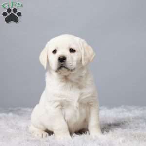 Oliver, Yellow Labrador Retriever Puppy